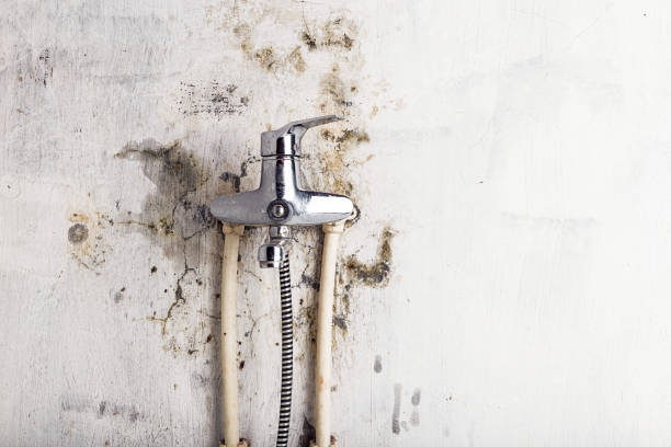 Best Home Mold Removal  in Grand Meadow, MN