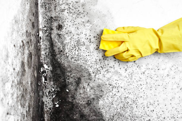 Best Toxic Mold Removal  in Grand Meadow, MN