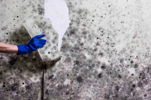 Best Crawl Space Mold Removal  in Grand Meadow, MN